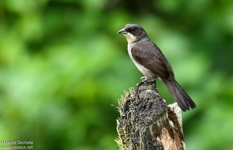 Red-shouldered Tanager female adult, identification