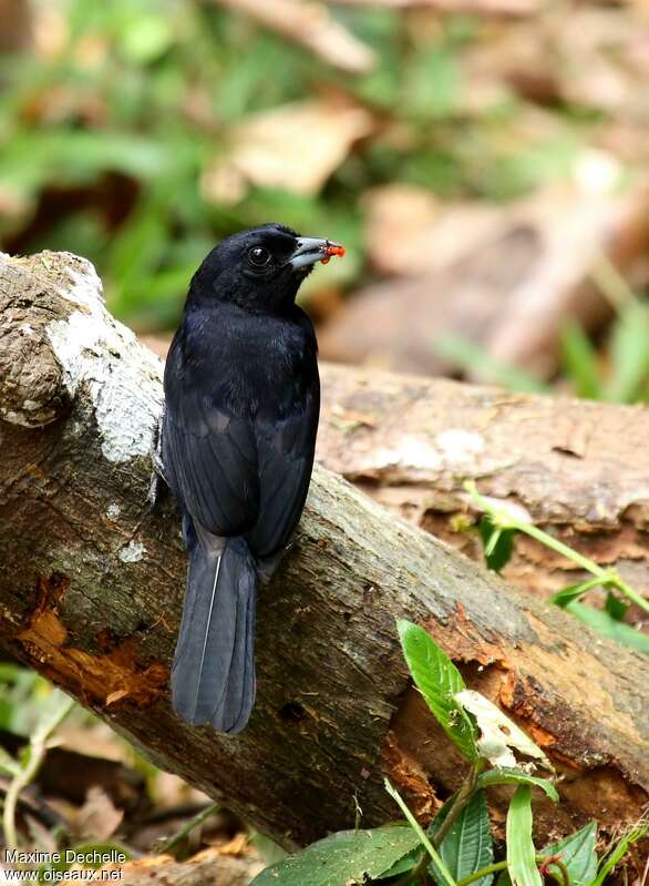 Red-shouldered Tanager male adult, pigmentation, feeding habits