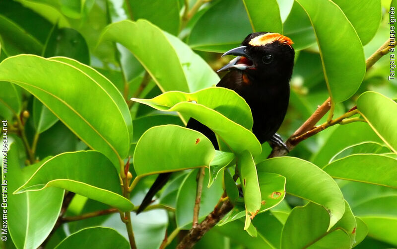 Flame-crested Tanager male adult, identification, song