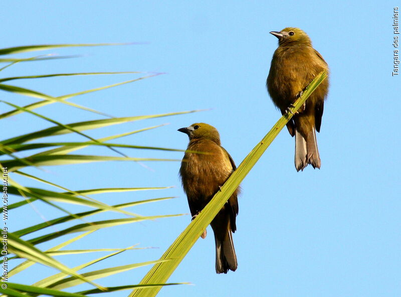 Palm Tanager