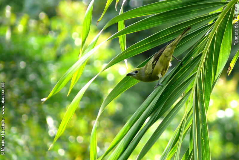 Palm Tanager