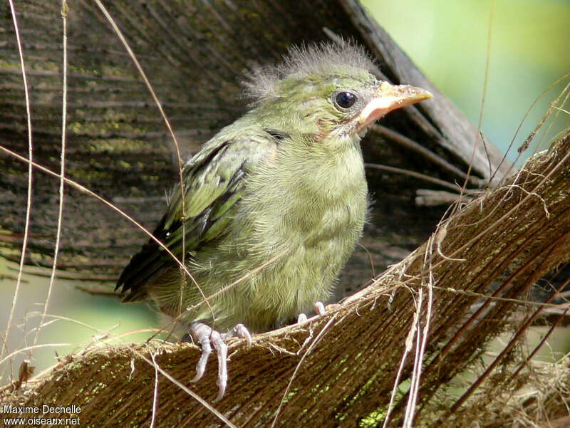 Palm TanagerPoussin