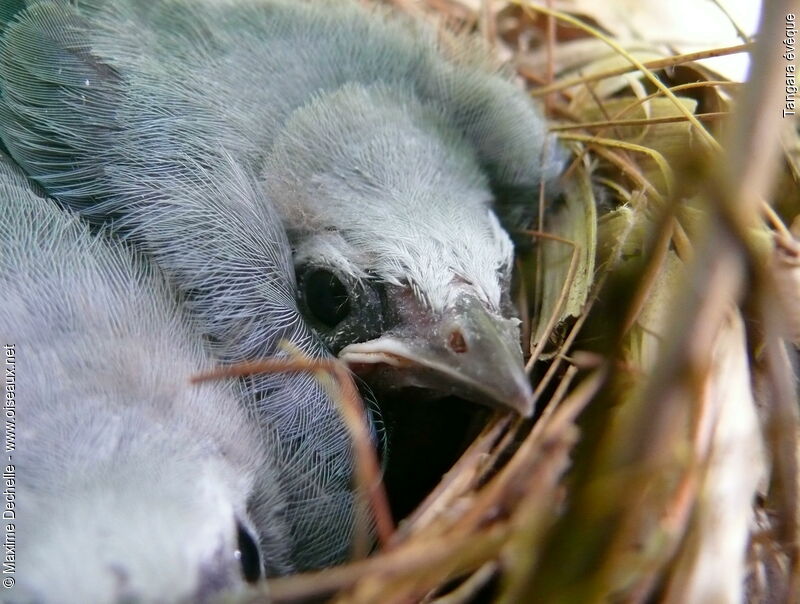 Blue-grey Tanagerjuvenile