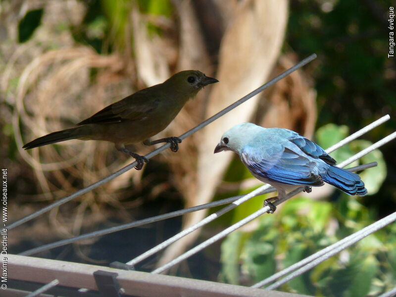 Blue-grey Tanager