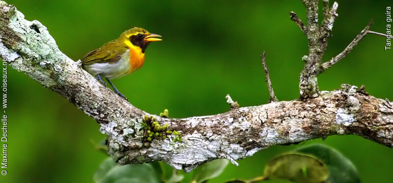 Guira Tanager male adult, identification, song