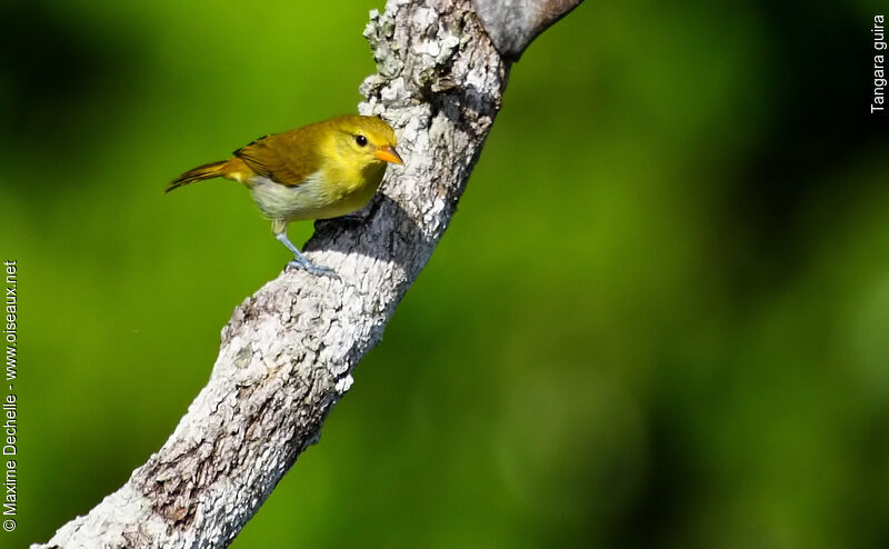 Guira Tanager female adult, identification