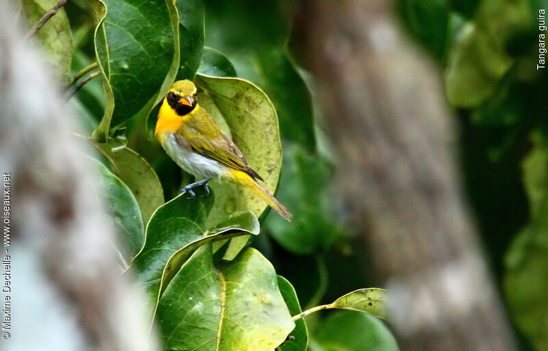 Guira Tanager male adult, identification, Reproduction-nesting