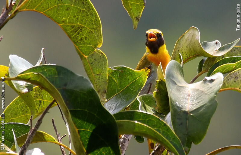 Guira Tanager male adult, identification, song