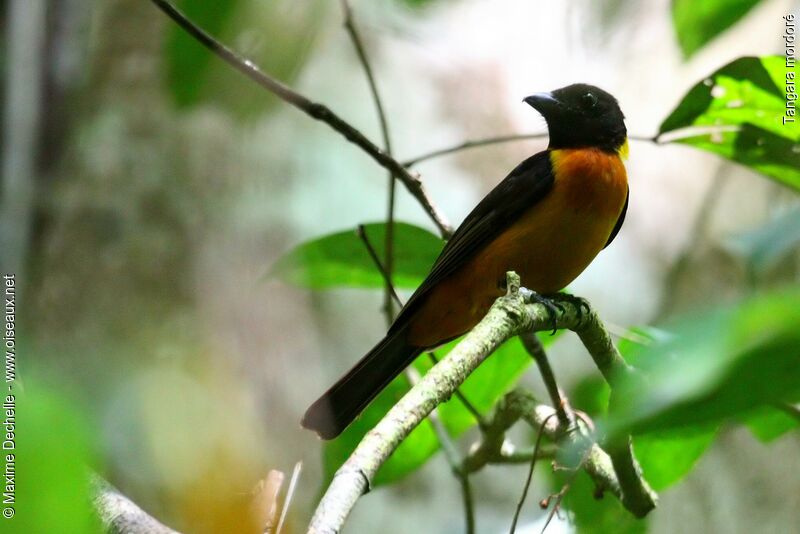 Fulvous Shrike-Tanager