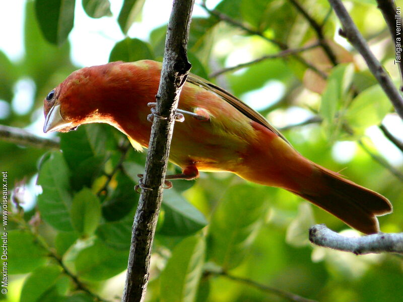 Tangara vermillon mâle immature