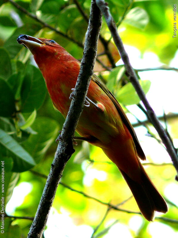 Tangara vermillon mâle immature