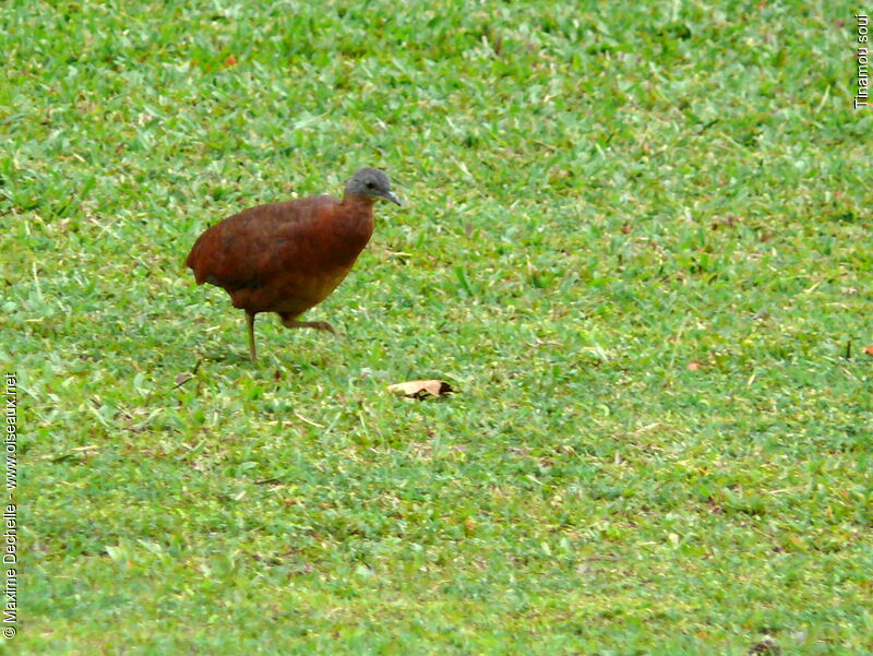 Little Tinamou