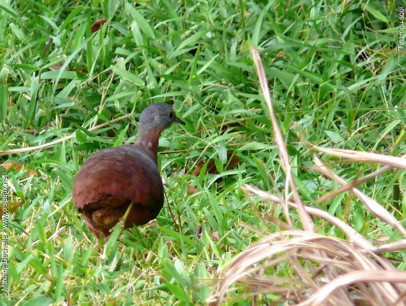 Little Tinamou