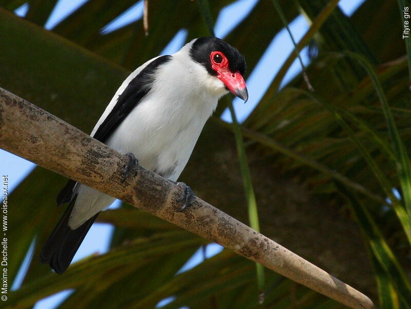 Black-tailed Tityra male adult