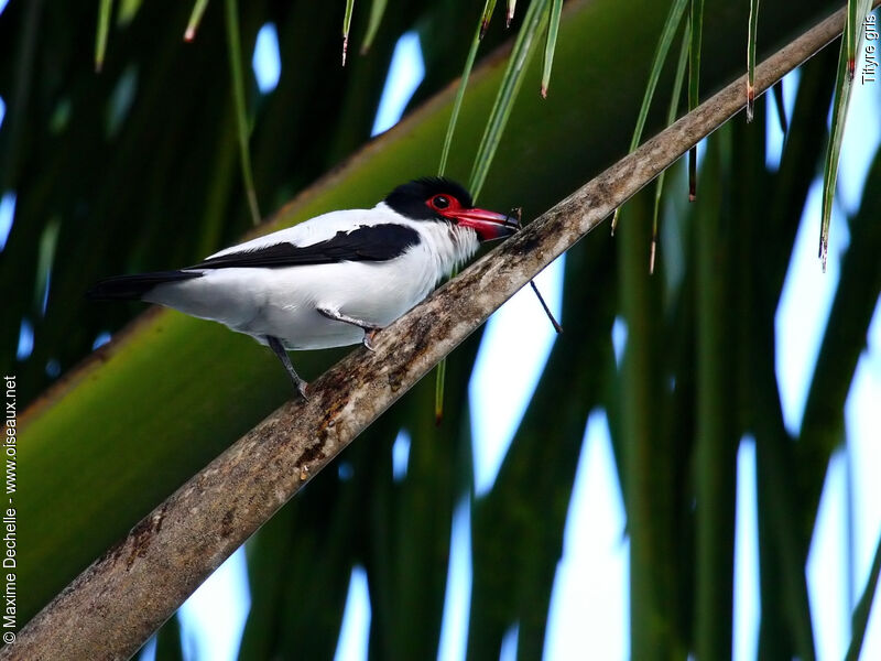 Black-tailed Tityra male adult, identification, Behaviour