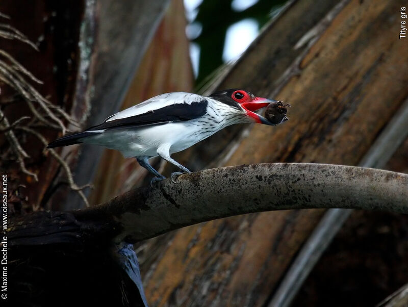 Black-tailed Tityra female adult, identification, feeding habits