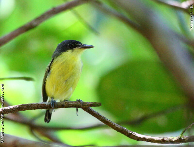 Common Tody-Flycatcherimmature, identification