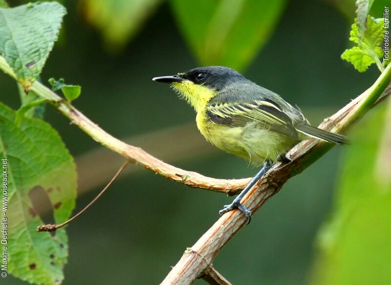 Common Tody-Flycatcher, identification