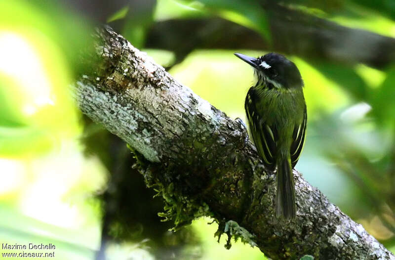 Painted Tody-Flycatcheradult, pigmentation