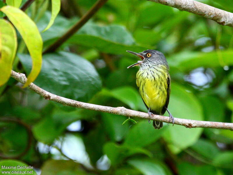 Todirostre tachetéadulte, identification, chant