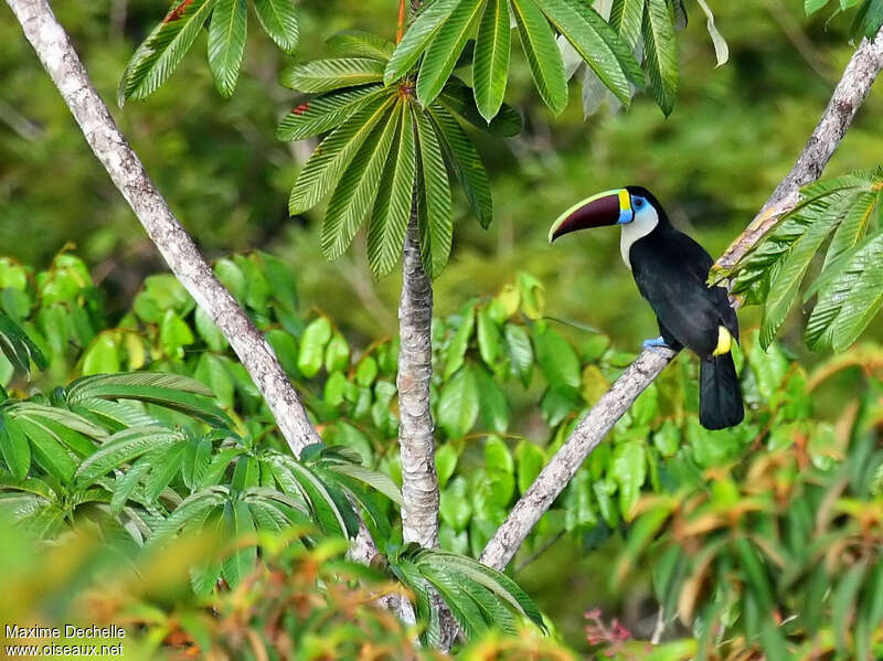 White-throated Toucanadult, habitat, pigmentation