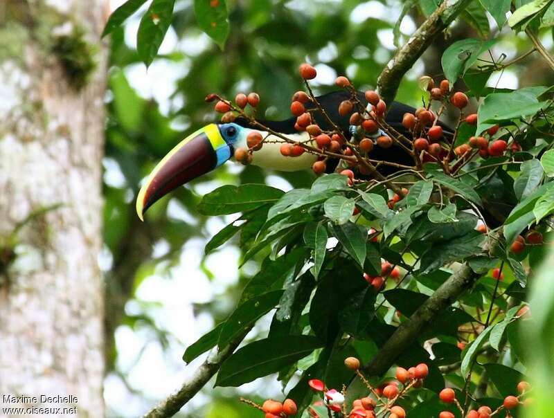 Toucan à bec rougeadulte, habitat, régime