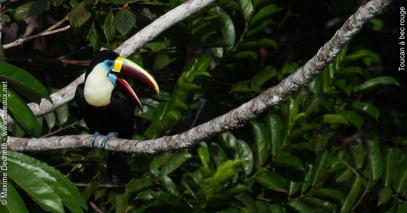 White-throated Toucanadult, identification, Behaviour