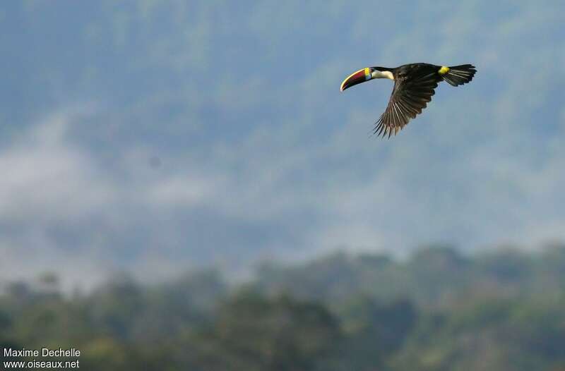 White-throated Toucanadult, pigmentation, Flight