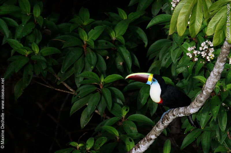 Toucan à bec rougeadulte, identification