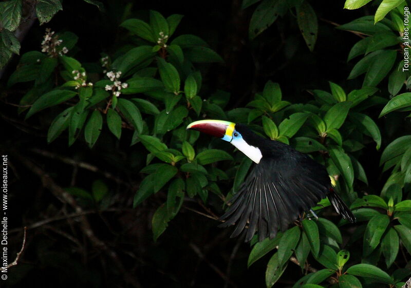 White-throated Toucanadult, Flight