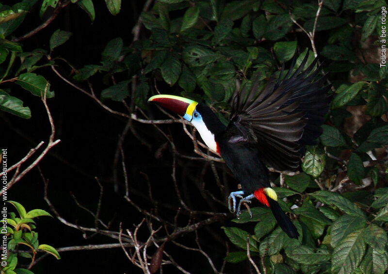 Toucan à bec rougeadulte, Vol