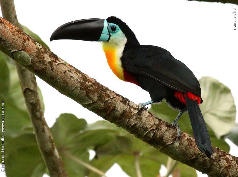 Toucan vitellin mâle adulte, identification