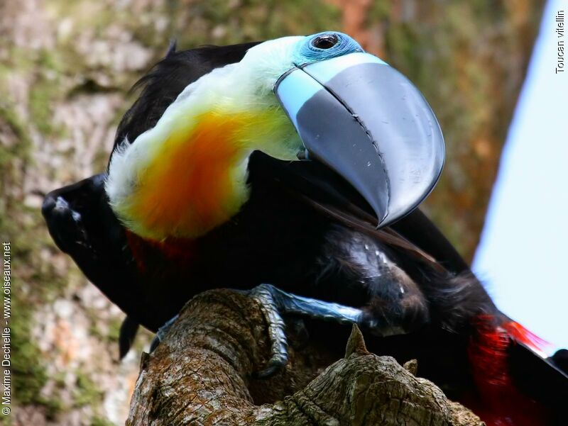 Toucan vitellin mâle adulte, identification