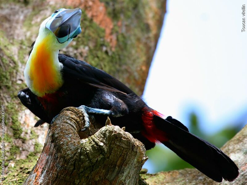 Toucan vitellin mâle adulte, identification, Comportement