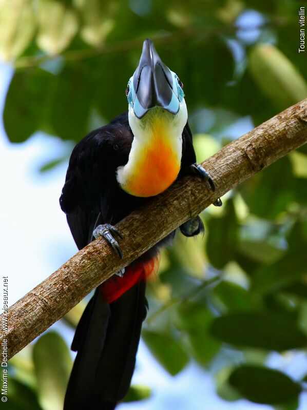 Toucan vitellin mâle adulte, identification