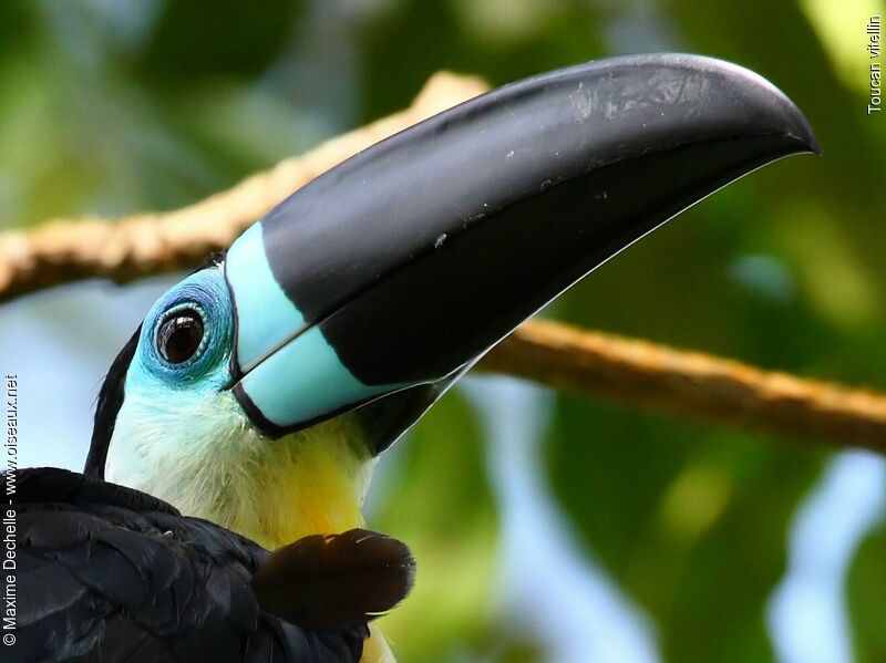 Toucan vitellin mâle adulte, identification