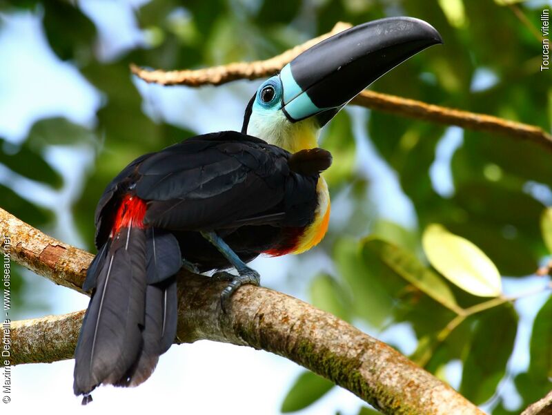 Toucan vitellin mâle adulte