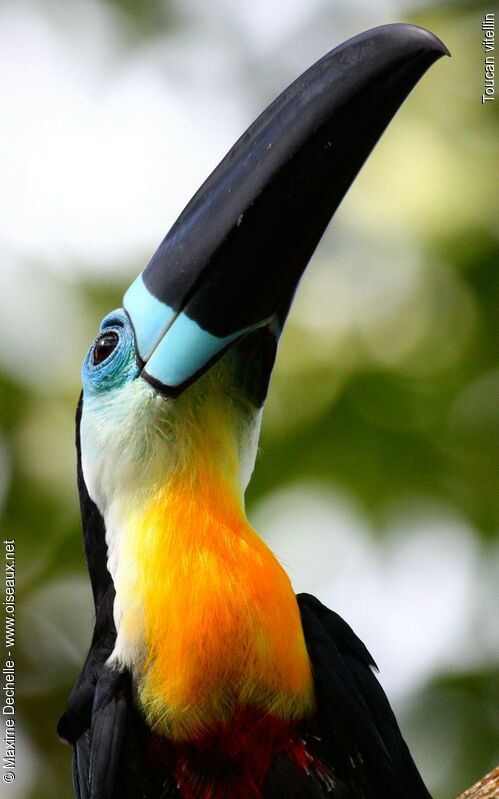 Toucan vitellin mâle adulte, identification