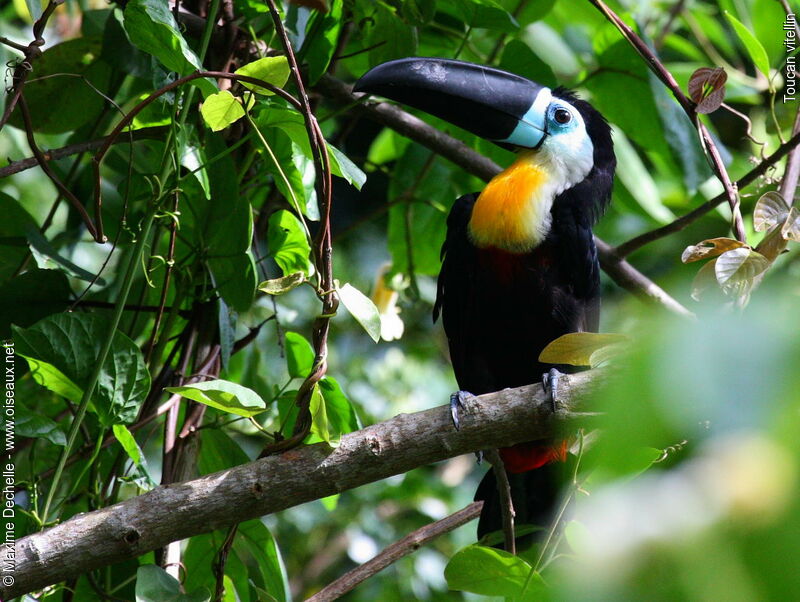 Toucan vitellin mâle adulte