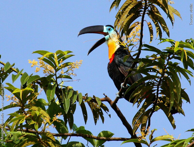 Channel-billed Toucan male adult, identification, Behaviour