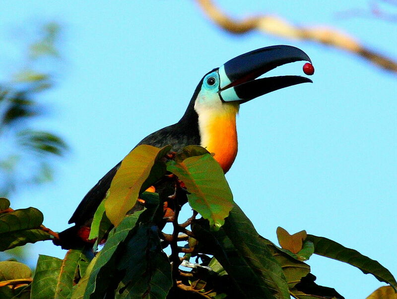 Toucan vitellin