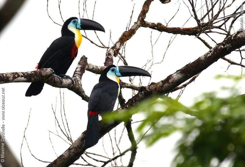 Toucan vitellin adulte, identification