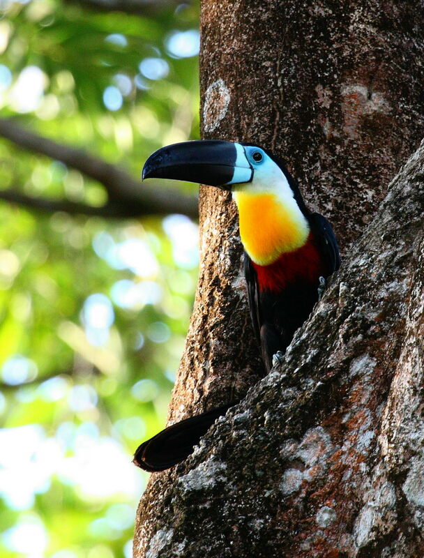 Channel-billed Toucan