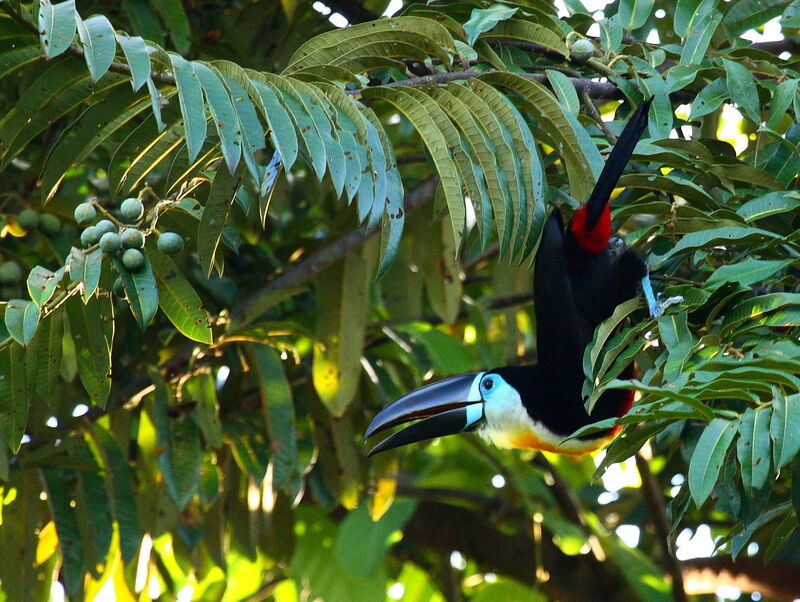 Channel-billed Toucan