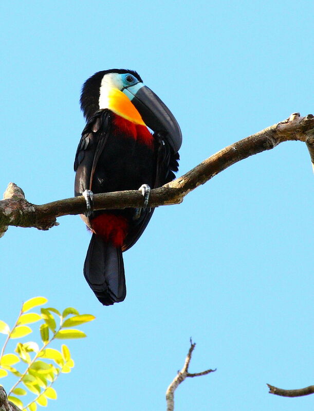 Toucan vitellin