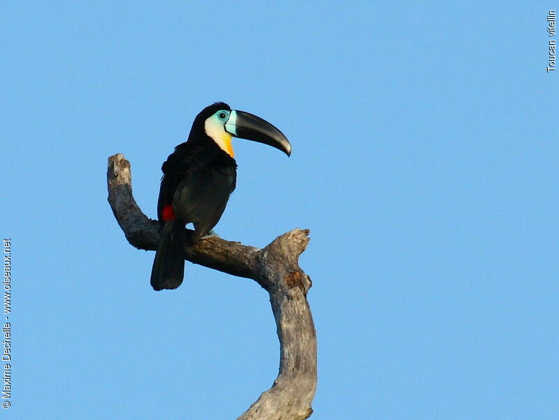 Toucan vitellin mâle adulte