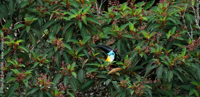 Toucan vitellin, identification, régime