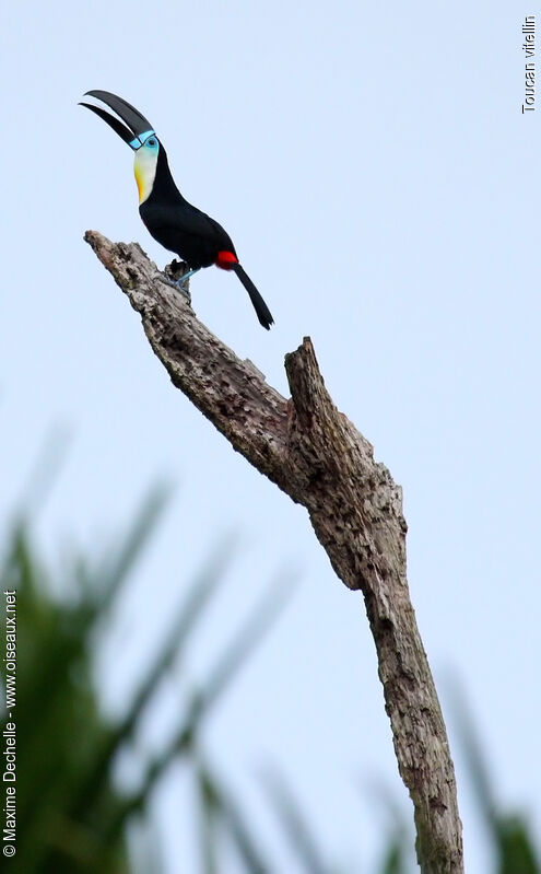 Toucan vitellin mâle adulte, identification, chant