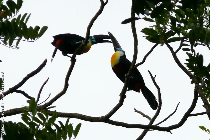 Toucan vitellin adulte, Comportement