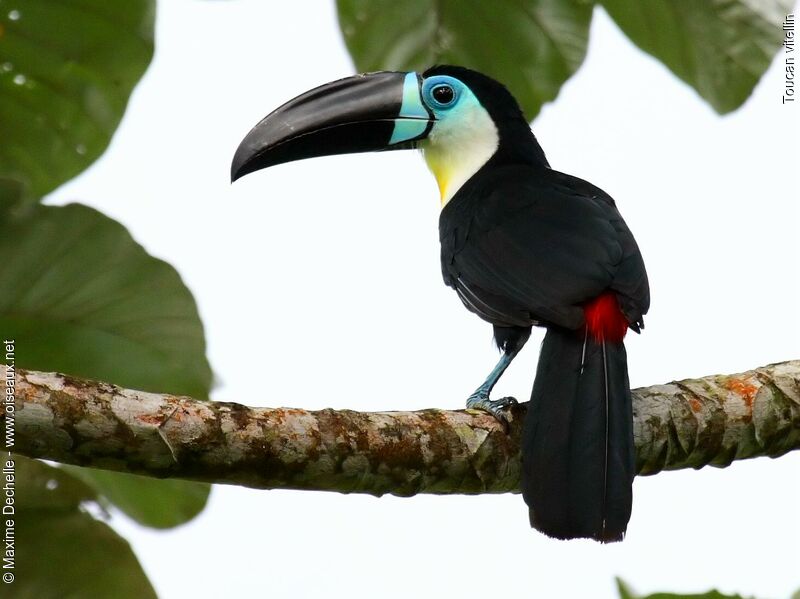 Toucan vitellin femelle adulte, identification